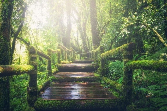 Wandelpad bos