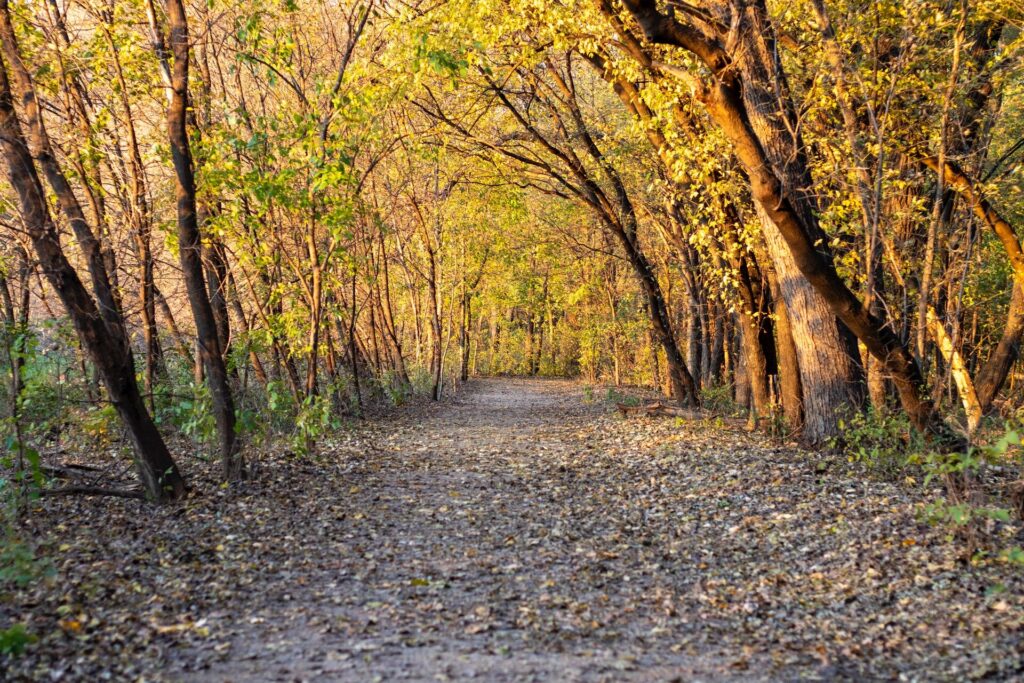 Bos wandelpad