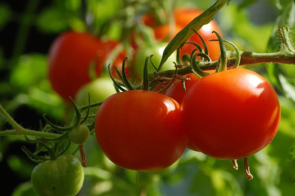 Tomaten uit moestuin