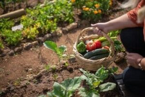 groenten moestuin