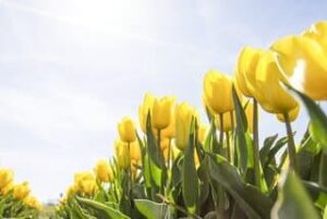 Tulpen