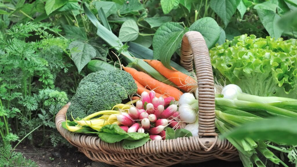 Groenten in mand in moestuin