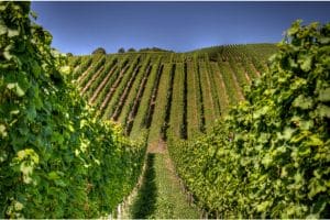 Wijngaard Moezel in Duitsland