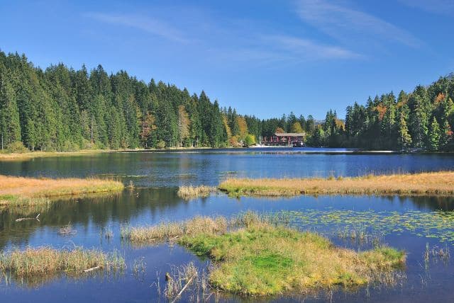 Het Beierse Woud Duitsland